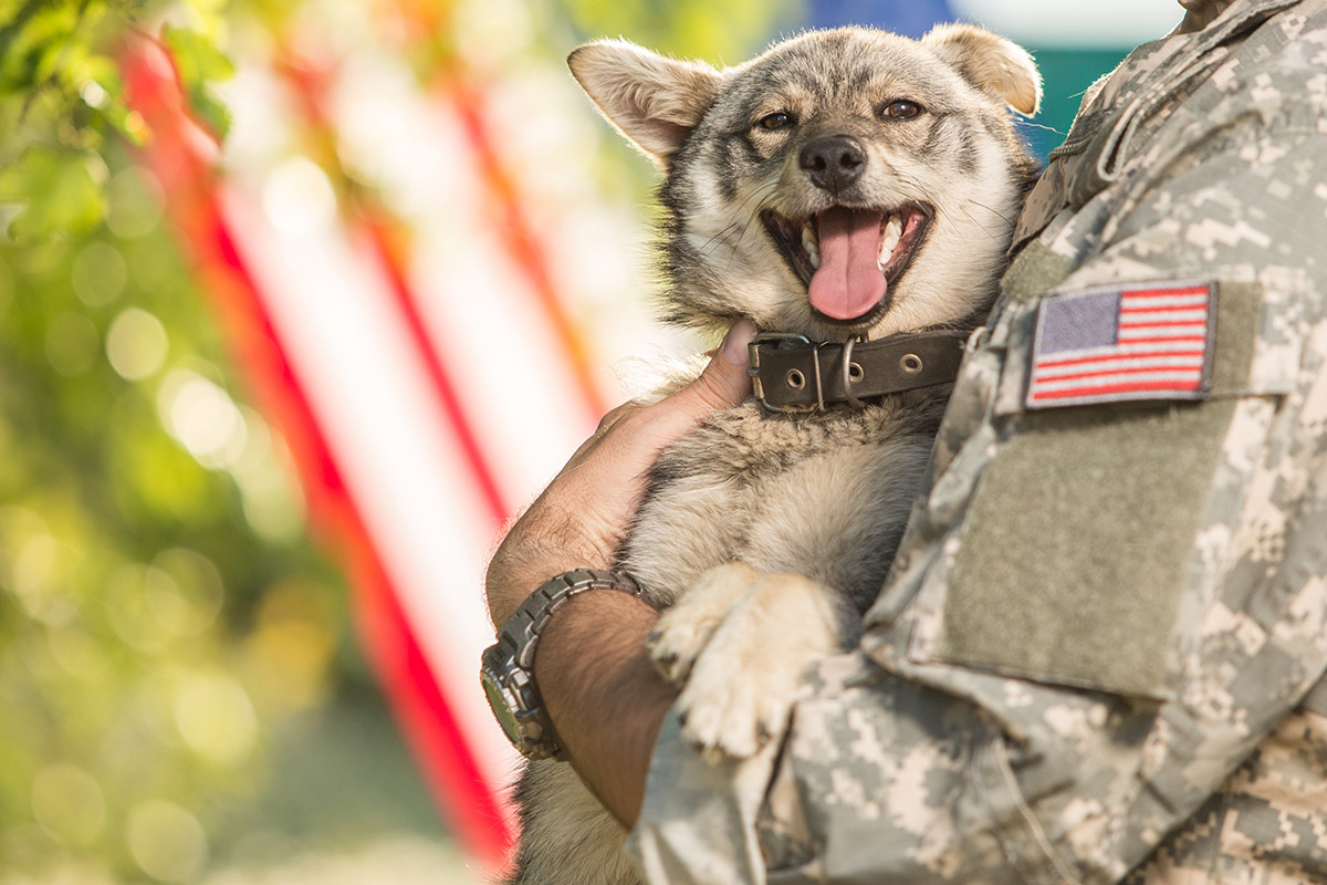 Military Veteran Dog Donations