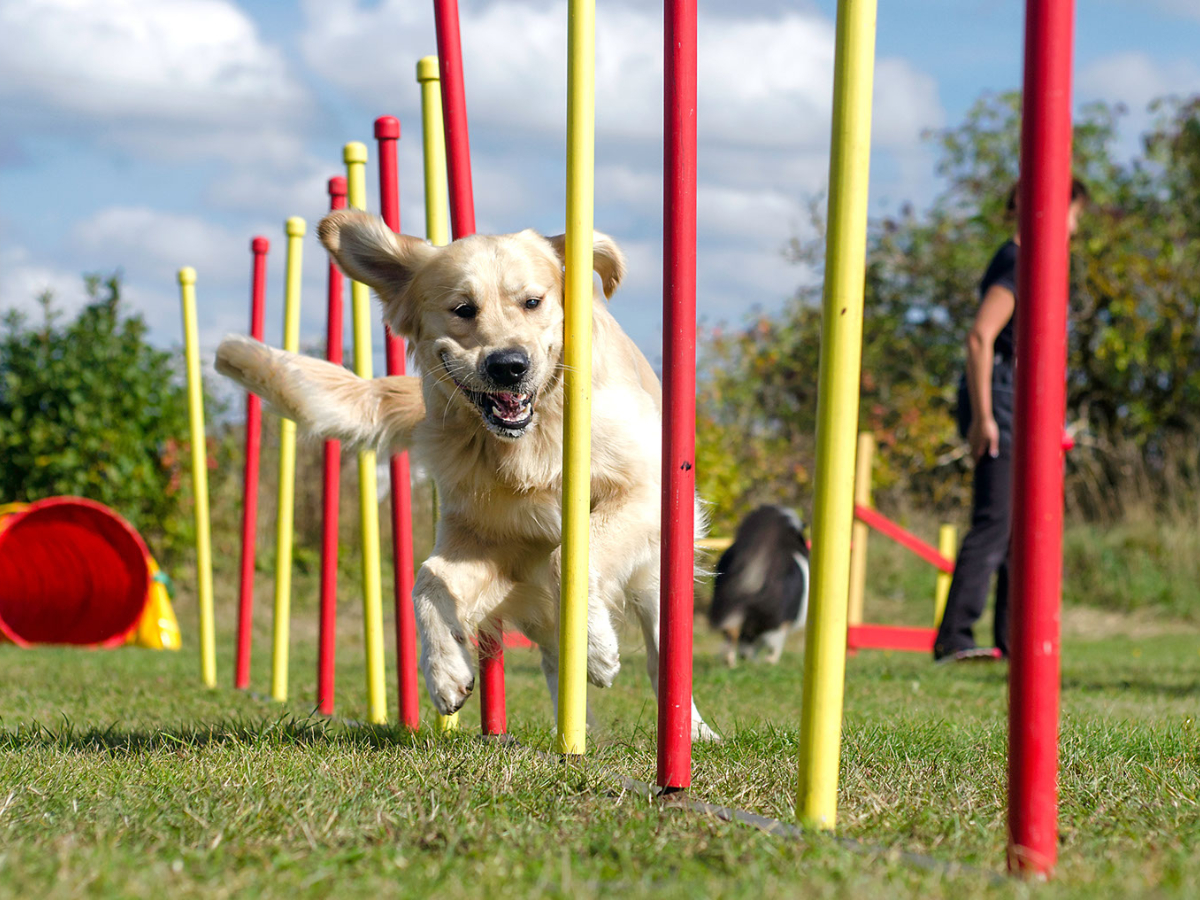 dog agility 2