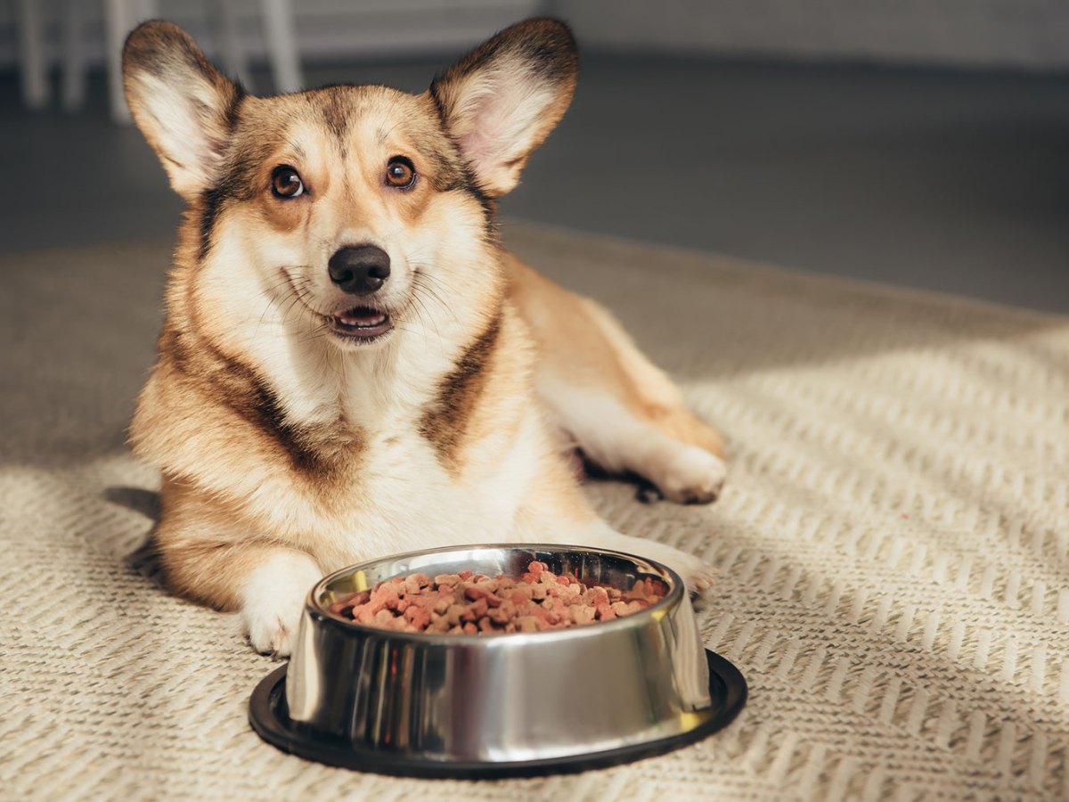 dog with food bowl