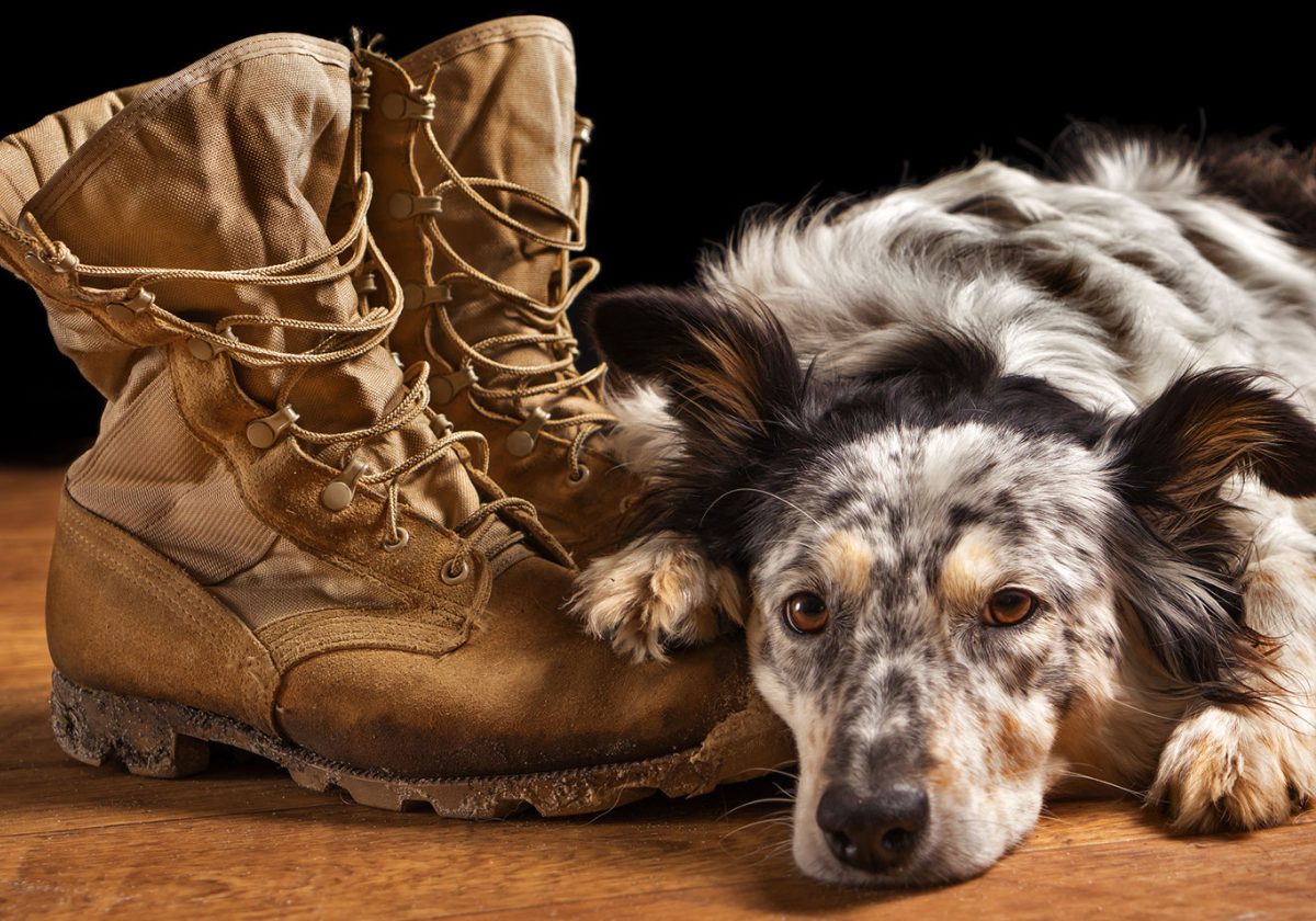 dog and boots