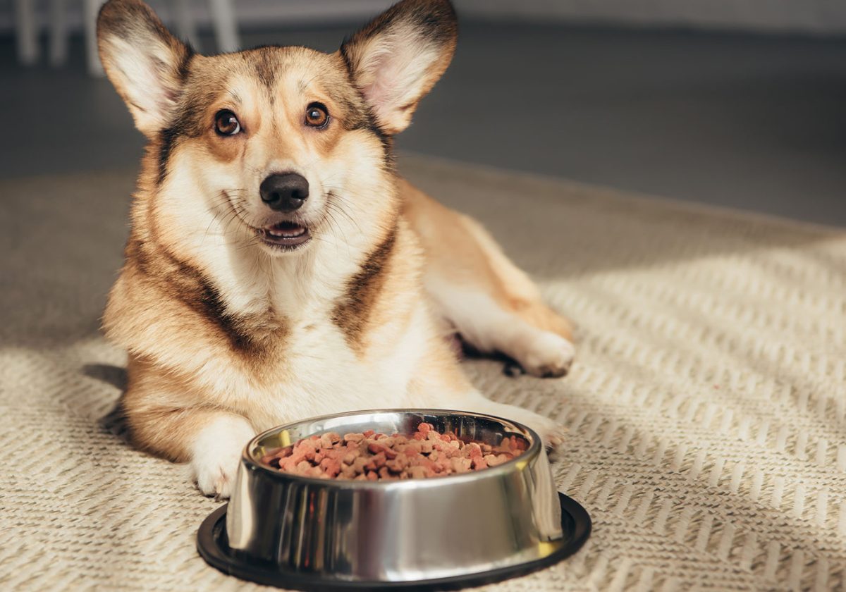 dog with food bowl