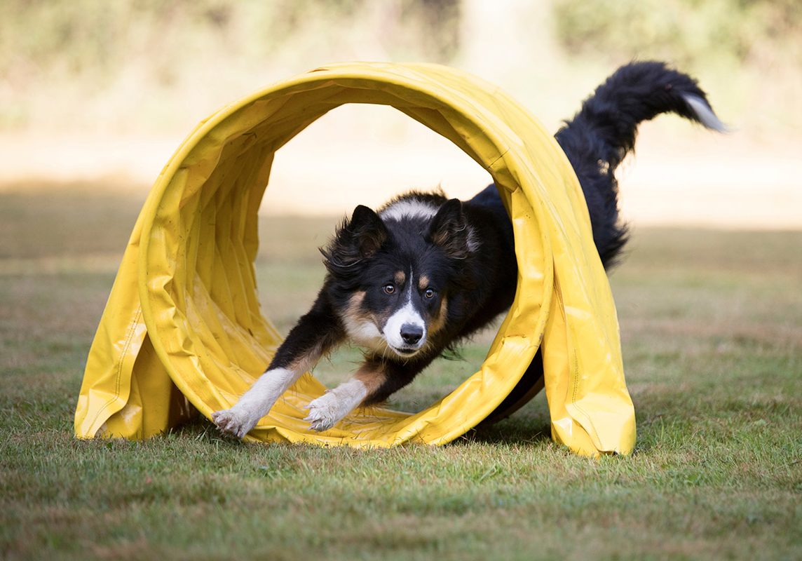 Agility Training