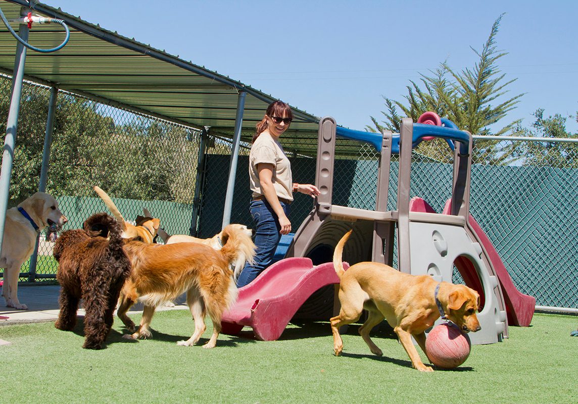 Dog Daycare